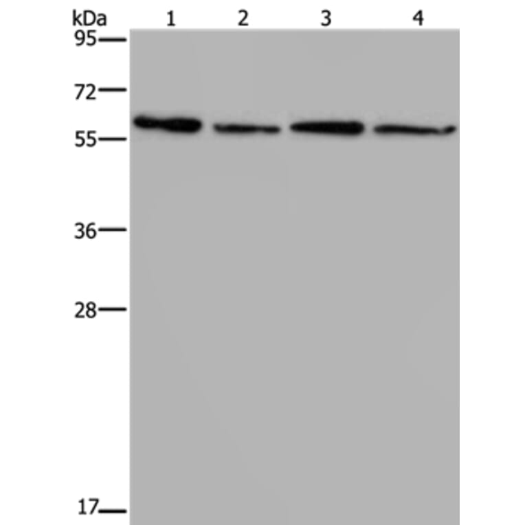 ART4 Antibody from Signalway Antibody (37354) - Antibodies.com