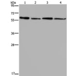 ART4 Antibody from Signalway Antibody (37354) - Antibodies.com