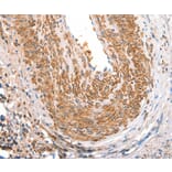 Immunohistochemistry - ART4 Antibody from Signalway Antibody (37354) - Antibodies.com
