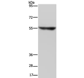 NRG3 Antibody from Signalway Antibody (37369) - Antibodies.com