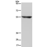 NRG3 Antibody from Signalway Antibody (37369) - Antibodies.com