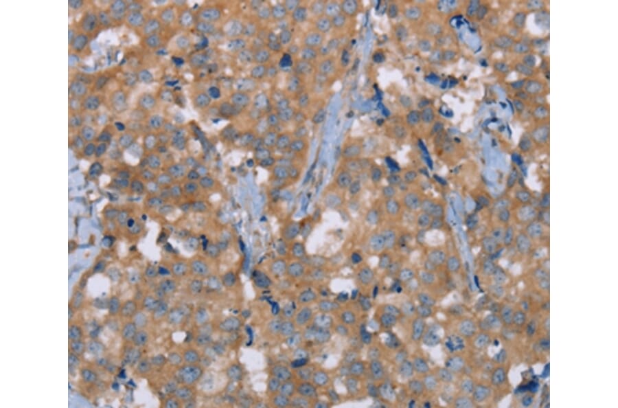 Immunohistochemistry - NRG3 Antibody from Signalway Antibody (37369) - Antibodies.com