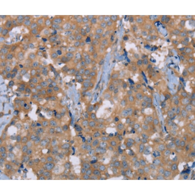 Immunohistochemistry - NRG3 Antibody from Signalway Antibody (37369) - Antibodies.com