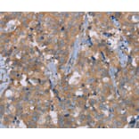 Immunohistochemistry - NRG3 Antibody from Signalway Antibody (37369) - Antibodies.com