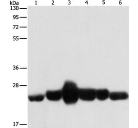 CAV1 Antibody from Signalway Antibody (37401) - Antibodies.com