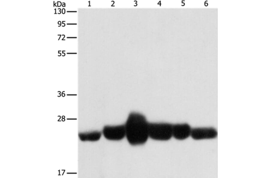 CAV1 Antibody from Signalway Antibody (37401) - Antibodies.com