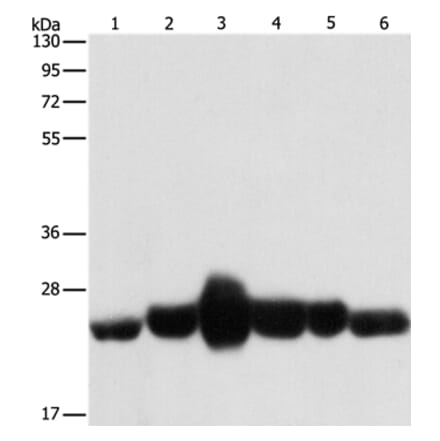 CAV1 Antibody from Signalway Antibody (37401) - Antibodies.com