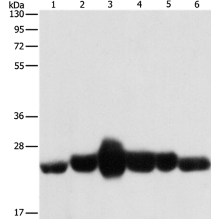 CAV1 Antibody from Signalway Antibody (37401) - Antibodies.com