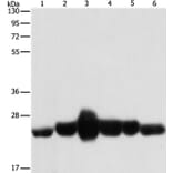CAV1 Antibody from Signalway Antibody (37401) - Antibodies.com