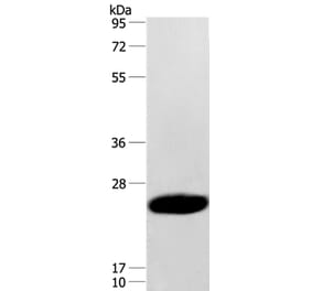 CAV3 Antibody from Signalway Antibody (37402) - Antibodies.com