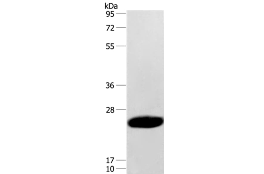 CAV3 Antibody from Signalway Antibody (37402) - Antibodies.com