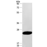 CAV3 Antibody from Signalway Antibody (37402) - Antibodies.com