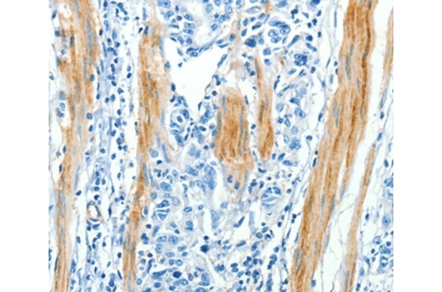 Immunohistochemistry - CAV3 Antibody from Signalway Antibody (37402) - Antibodies.com