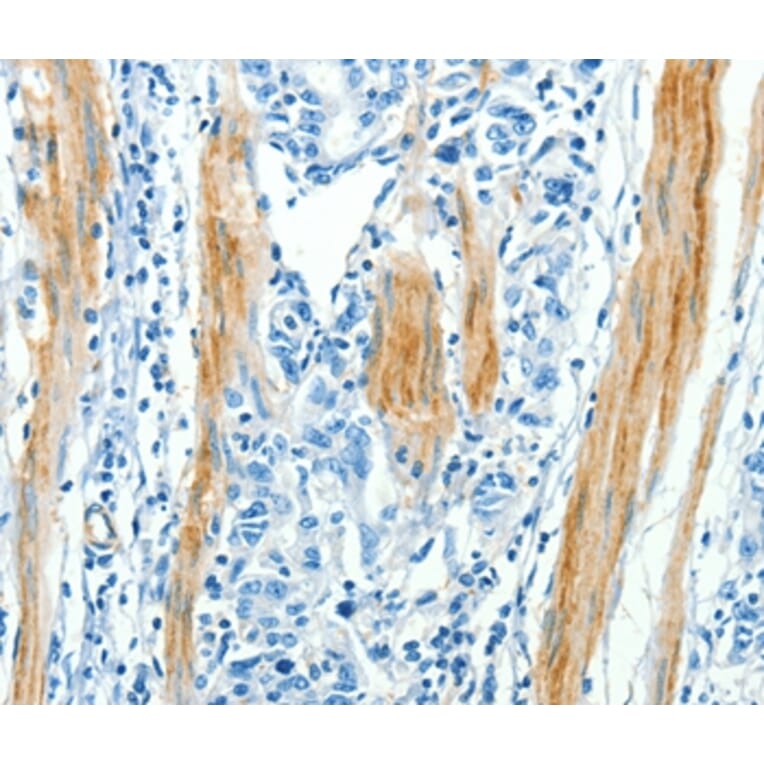 Immunohistochemistry - CAV3 Antibody from Signalway Antibody (37402) - Antibodies.com