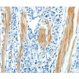 Immunohistochemistry - CAV3 Antibody from Signalway Antibody (37402) - Antibodies.com