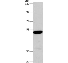 ARSB Antibody from Signalway Antibody (37428) - Antibodies.com