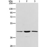 IBSP Antibody from Signalway Antibody (37446) - Antibodies.com