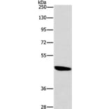 BRS3 Antibody from Signalway Antibody (37448) - Antibodies.com