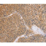 Immunohistochemistry - BRS3 Antibody from Signalway Antibody (37448) - Antibodies.com