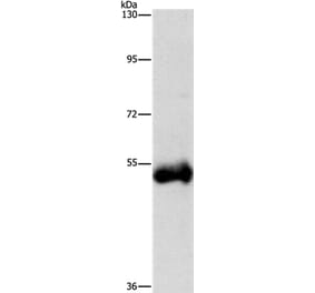 CTSC Antibody from Signalway Antibody (37463) - Antibodies.com