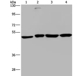 CCR6 Antibody from Signalway Antibody (37466) - Antibodies.com