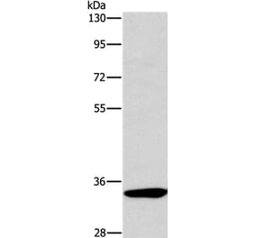 NCR1 Antibody from Signalway Antibody (37471) - Antibodies.com