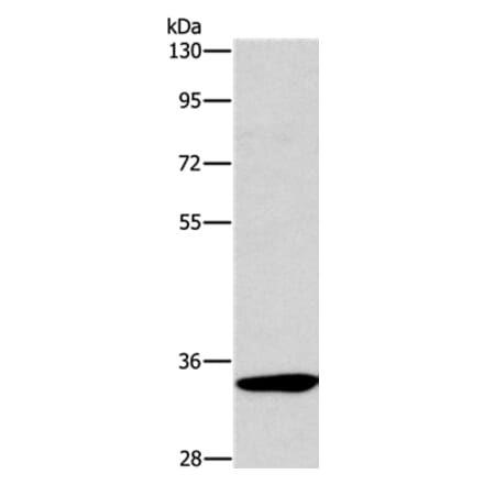 NCR1 Antibody from Signalway Antibody (37471) - Antibodies.com