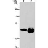 CD38 Antibody from Signalway Antibody (37474) - Antibodies.com