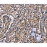 Immunohistochemistry - CD48 Antibody from Signalway Antibody (37475) - Antibodies.com