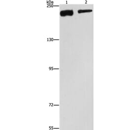 CLTC Antibody from Signalway Antibody (37491) - Antibodies.com