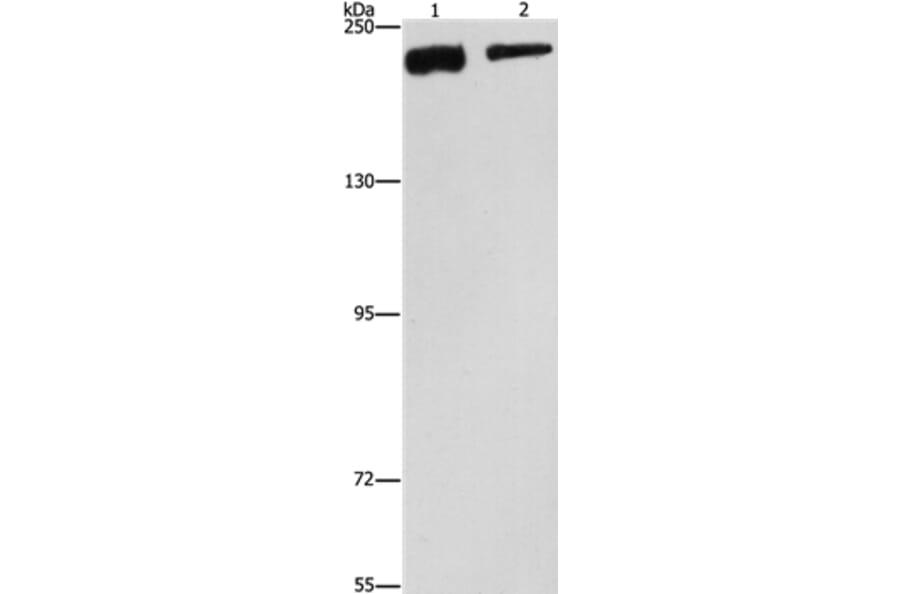 CLTC Antibody from Signalway Antibody (37491) - Antibodies.com