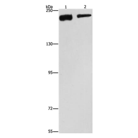CLTC Antibody from Signalway Antibody (37491) - Antibodies.com