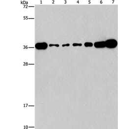 CRKL Antibody from Signalway Antibody (37507) - Antibodies.com