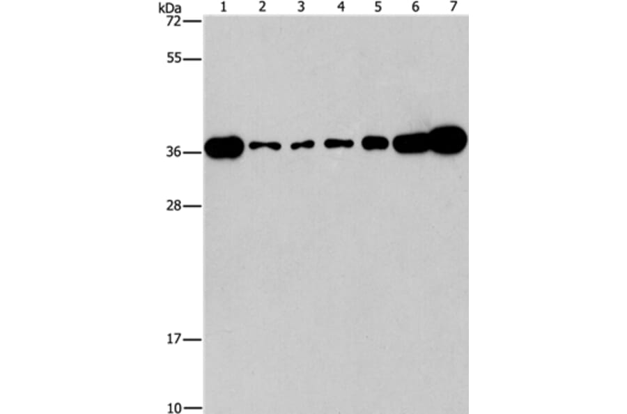 CRKL Antibody from Signalway Antibody (37507) - Antibodies.com