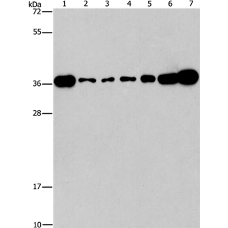CRKL Antibody from Signalway Antibody (37507) - Antibodies.com