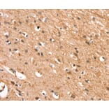 Immunohistochemistry - CSTB Antibody from Signalway Antibody (37516) - Antibodies.com