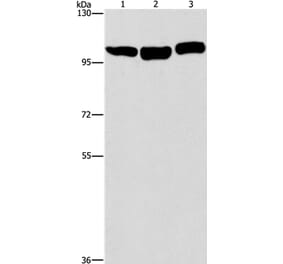 DNM2 Antibody from Signalway Antibody (37541) - Antibodies.com