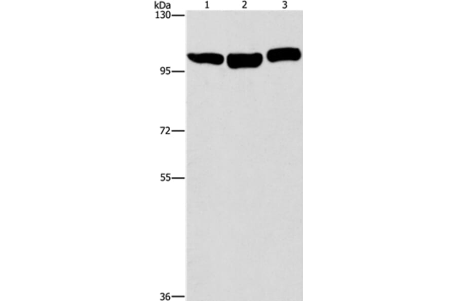 DNM2 Antibody from Signalway Antibody (37541) - Antibodies.com