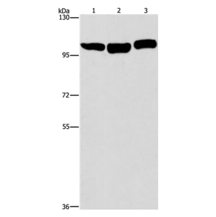DNM2 Antibody from Signalway Antibody (37541) - Antibodies.com