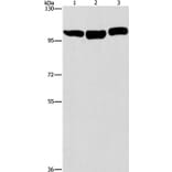 DNM2 Antibody from Signalway Antibody (37541) - Antibodies.com