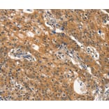 Immunohistochemistry - DNM2 Antibody from Signalway Antibody (37541) - Antibodies.com