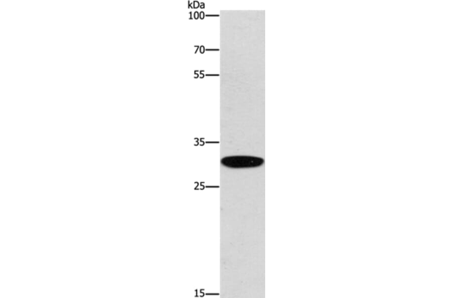 EID3 Antibody from Signalway Antibody (37542) - Antibodies.com