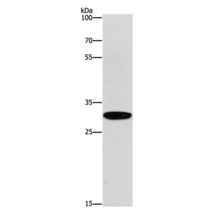 EID3 Antibody from Signalway Antibody (37542) - Antibodies.com