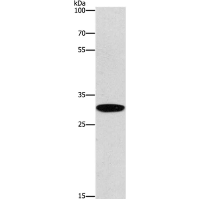 EID3 Antibody from Signalway Antibody (37542) - Antibodies.com