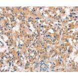 Immunohistochemistry - EID3 Antibody from Signalway Antibody (37542) - Antibodies.com