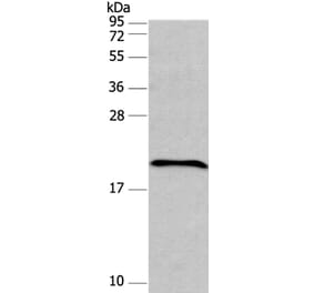 FAIM Antibody from Signalway Antibody (37562) - Antibodies.com
