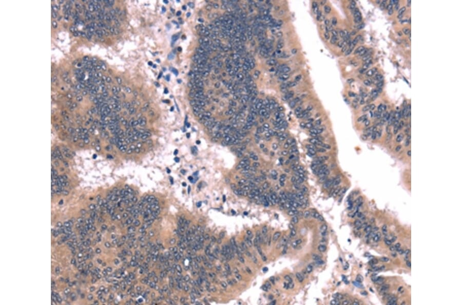 Immunohistochemistry - FAIM Antibody from Signalway Antibody (37562) - Antibodies.com