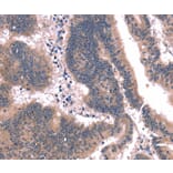 Immunohistochemistry - FAIM Antibody from Signalway Antibody (37562) - Antibodies.com