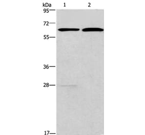 FUT8 Antibody from Signalway Antibody (37579) - Antibodies.com