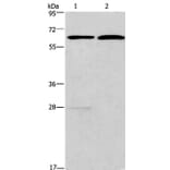 FUT8 Antibody from Signalway Antibody (37579) - Antibodies.com